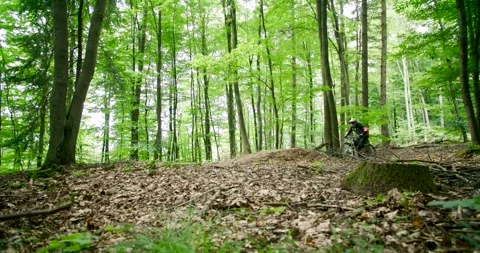 Mountain Biker Riding through Green Deciduous Forest, Wide Woodland Shot Stock Footage 340079644