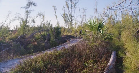 Mountain Biker riding through an offload trail by the water Stock Footage 104225591