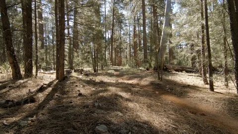 A mountain biker on a single-track trail in the Kaibab National Forest. Stock Footage 99658914