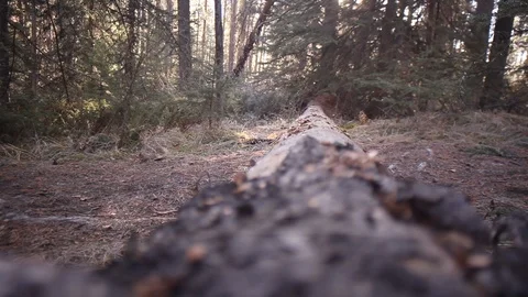 Mountain Biker steps over log Stock Footage 101989466