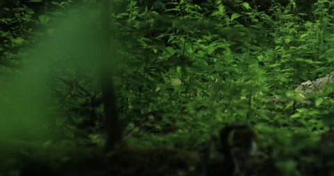 Mountain Biker taking a High Jump. Jumping over an Obstacle. Riding through a Fo Stock Footage 133433844