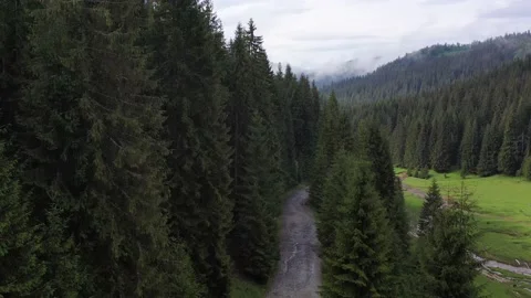 Mountain biker through a pine forest cycling on a gravel road 스톡 동영상 132812172
