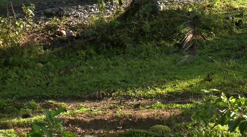 Mountain bikers driver down hill in full protective gear on  a jungle dirt road Video stock 607098