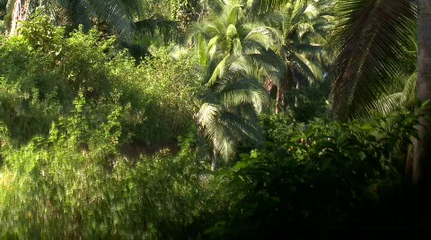 Mountain bikers driver down hill in full protective gear on a jungle dirt roa Video stock 607244