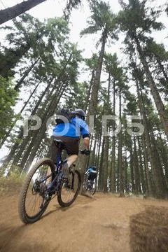 Mountain bikers riding in forest Stock Photos