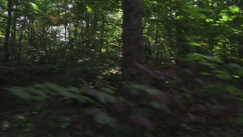 Mountain Bikers- Through the trees Stock Footage 140943671
