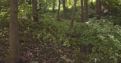 Mountain biking action scenes Stock Footage 114887442