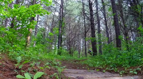 Mountain biking in the back wood trails of Copperhill, Tennessee USA Stock Footage 45209504