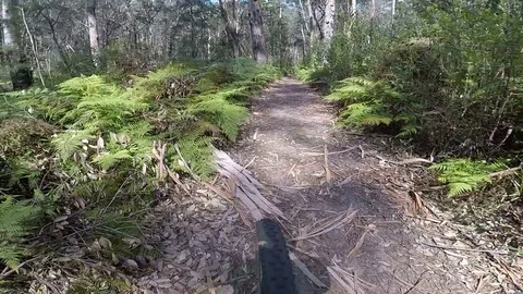 Mountain Biking in the Blue Mountains Stock-Footage 81196392