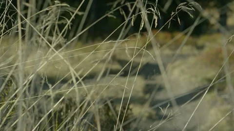 Mountain biking downhill on single trail Stock Footage 270224632