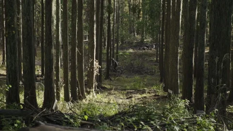 Mountain biking Stock Footage 245483251