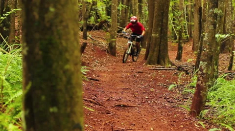 Mountain Biking Forest Trail. Outdoor Sports Healthy Lifestyle. Young Fit Man 스톡 동영상 54596476