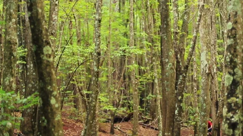Mountain Biking Forest Trail. Outdoor Sports Healthy Lifestyle. Young Fit Man Stock-Footage 54596522