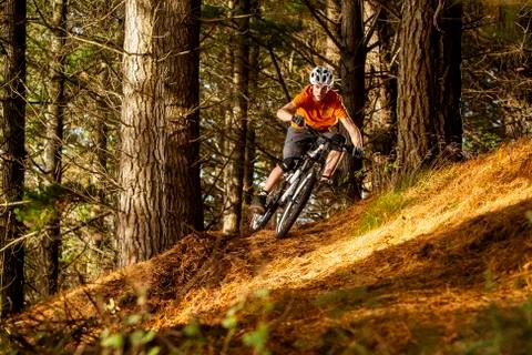 Mountain Biking in Pine Forest Stock-Fotos