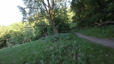 Mountain Biking Through a Beautiful Forest Stock Footage 277286751