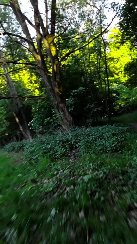 Mountain Biking Through a Beautiful Summer Forest Stock Footage 278302011