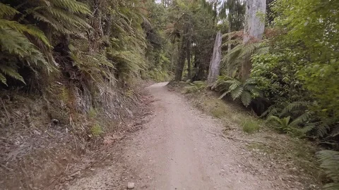 Mountain biking through a native rainforest in New Zealand Vidéo 122525676