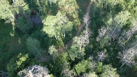 Mountain biking through trails 動画素材 296795289