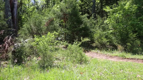 Mountain biking thru the woods 動画素材 35878815
