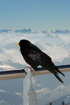 Mountain bird Stock Photos