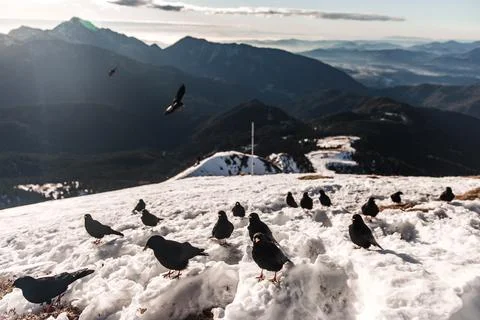 Mountain birds Stock Photos