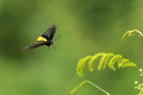 Mountain birdwing soaring through the air against a backdrop of lush green folia Stock Photos