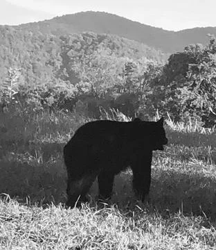 Mountain Black Bear Stock Photos