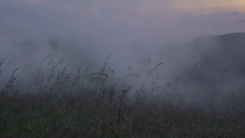 Mountain blades of grass Video stock 194813520