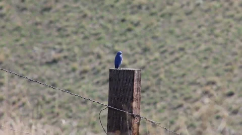 Mountain Blue Bird Perched on a Post - Male Stock Footage 62279129