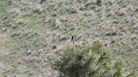 Mountain Blue Bird on the Tip of a Tree - Male Stock Footage 62277752