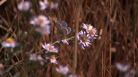 Mountain blue butterfly gets nectar from a wildflower 스톡 동영상 56245870