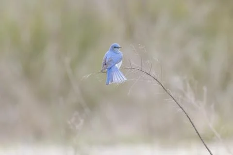Mountain Bluebird bird Stock Photos