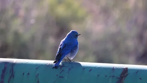 Mountain bluebird Stock Footage 249582030