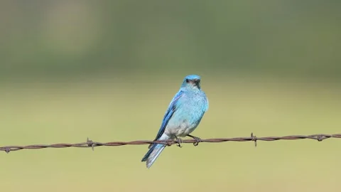 Mountain bluebird Vídeo Stock 279435993