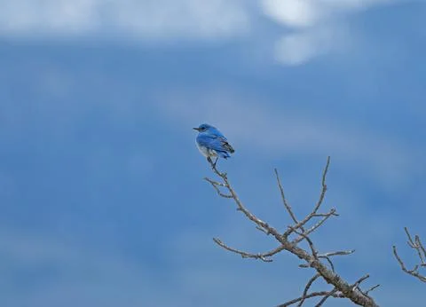 Mountain Bluebird Perched in Front of a Cloudy Blue Sky Фото