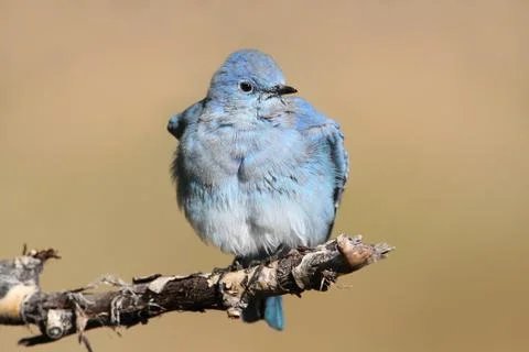 Mountain bluebird Stock Photos