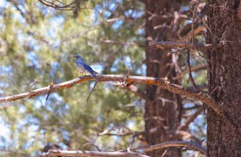 Mountain Bluebird Stock Photos