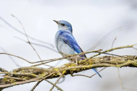 Mountain bluebird Stock Photos