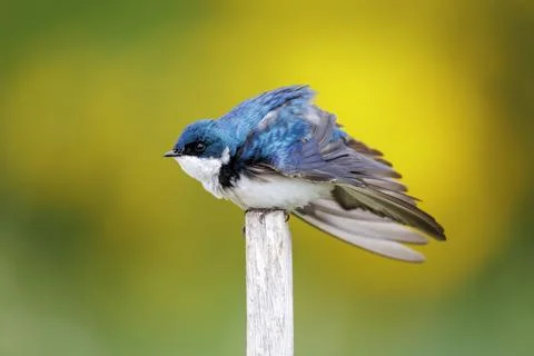 Mountain bluebird Stock Photos