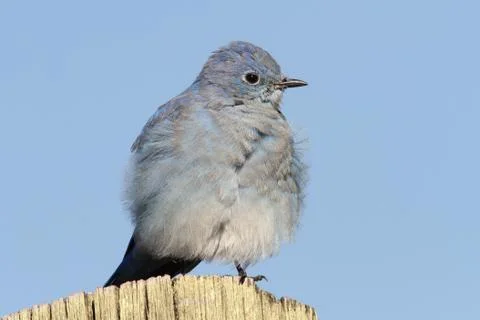 Mountain bluebird on a post Stock Photos