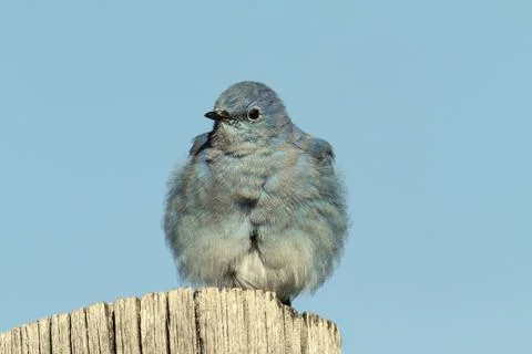 Mountain Bluebird on a post Stock Photos