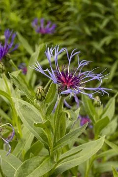 Mountain Bluet Foto stock