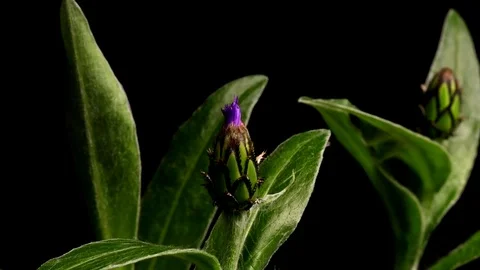 Mountain Bluet Time-lapse Stock Footage 74524726