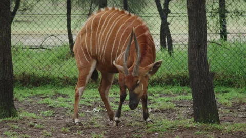 Mountain Bongo A080 C199 021157 001 00110538 Stock Footage 291758289