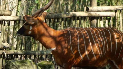 Mountain Bongo Antelope Standing In Sun Dappled Enclosure 動画素材 333645695