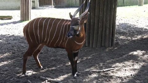 Mountain bongo antelope Tragelaphus eurycerus. Extremely rare animal. Stock Footage 90797951