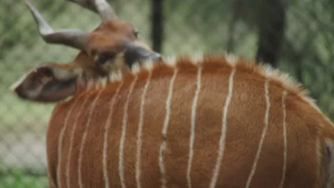 Mountain Bongo Video stock 290021632