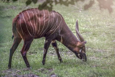 Mountain bongo. Tragelaphus eurycerus isaaci. Brown wild animal with white Stock Photos