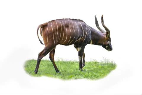 Mountain bongo, Tragelaphus eurycerus, isolated on white background. An isolate Stock Photos