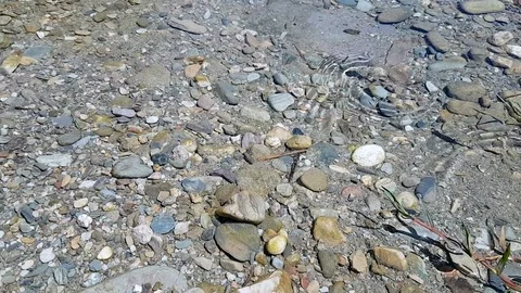 Mountain brook with fish Vídeos de archivo 95594486